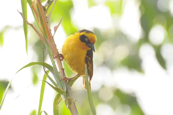 Yellow weaver bird on a reed
