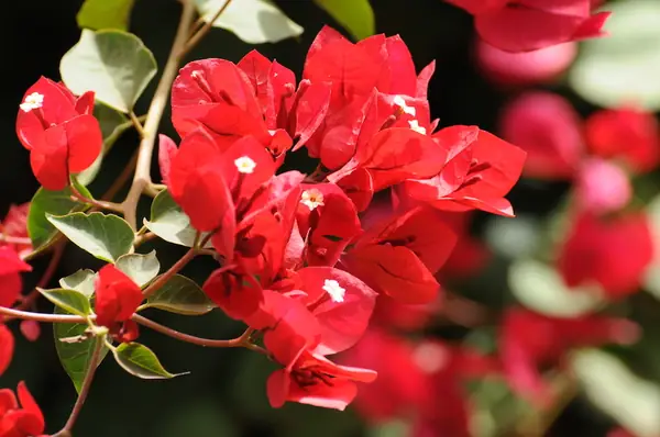 Red bougainvillea in flower