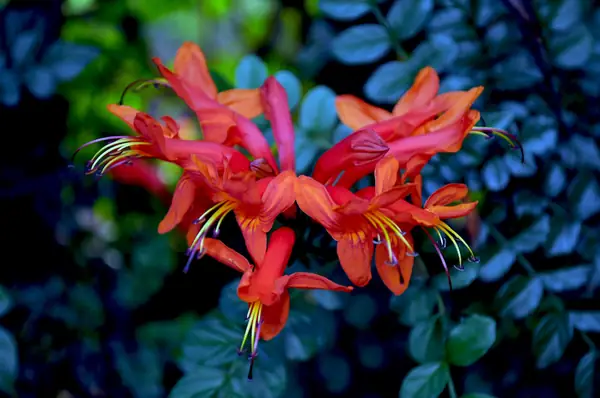 Red flowers in the lodge garden