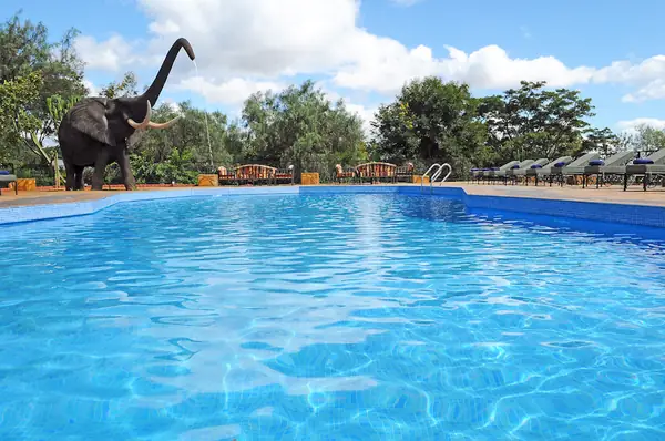 Pool under a blue sky with the elephant statue beyond
