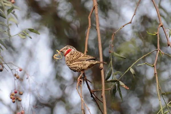 Small bird perched in the garden trees